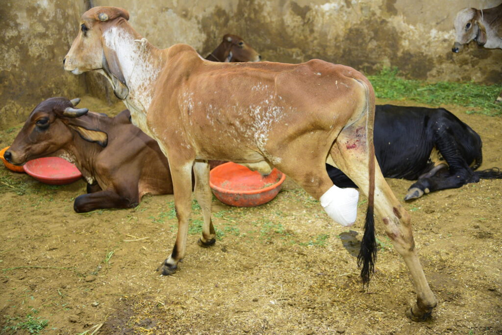 Support Medical Care for Cows