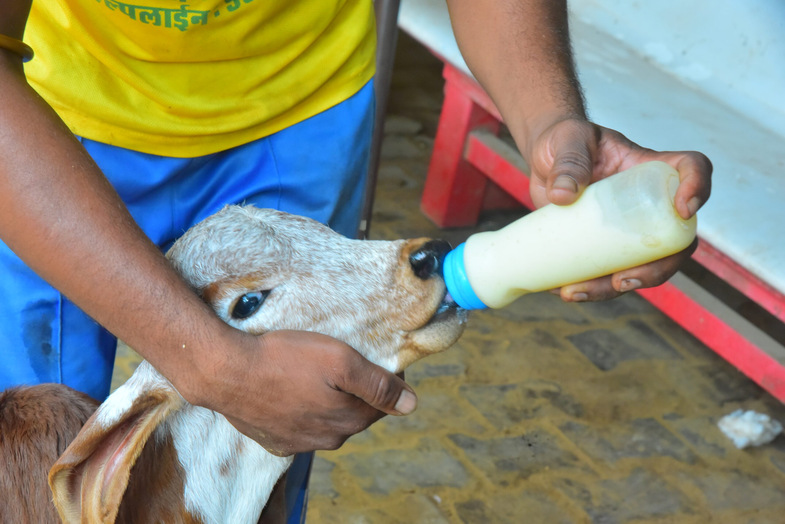 Care For Cow