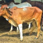 Cow Fracture 1