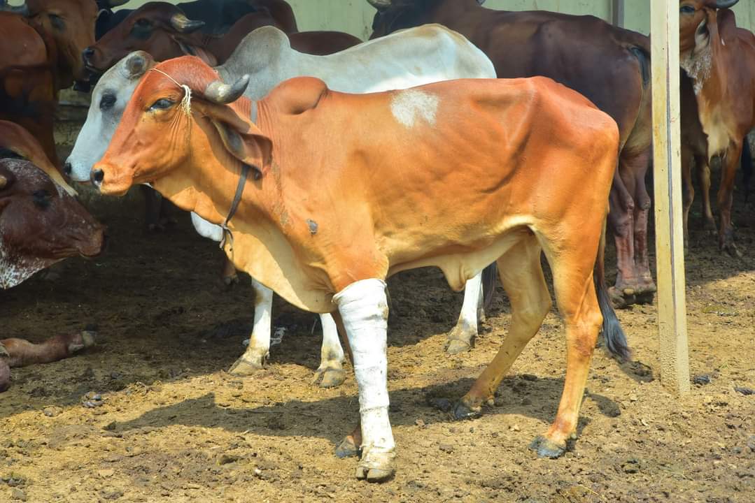 A Drop of Care for Every Cow