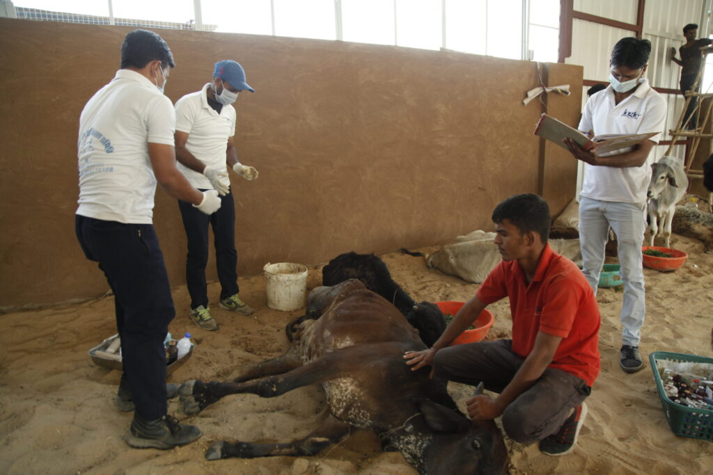 Hope for Disabled Animals in Rajasthan