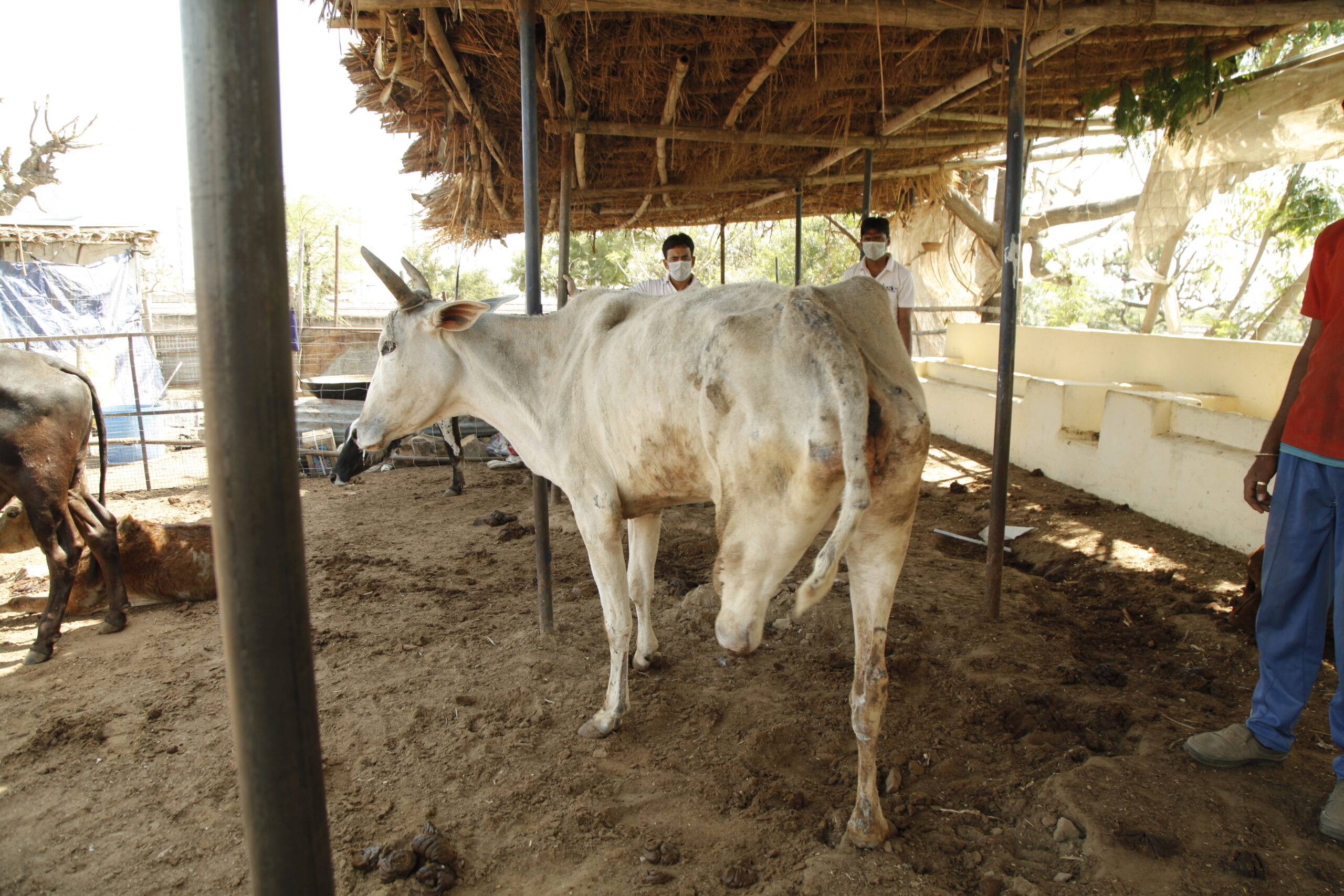 A New Life for Gau Mata – Support Sonography for Saving Lives