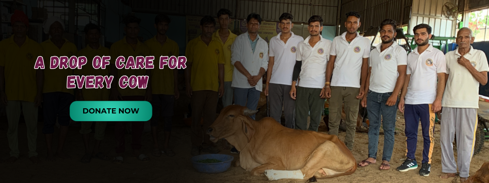 Gau Chara and Treatment Seva