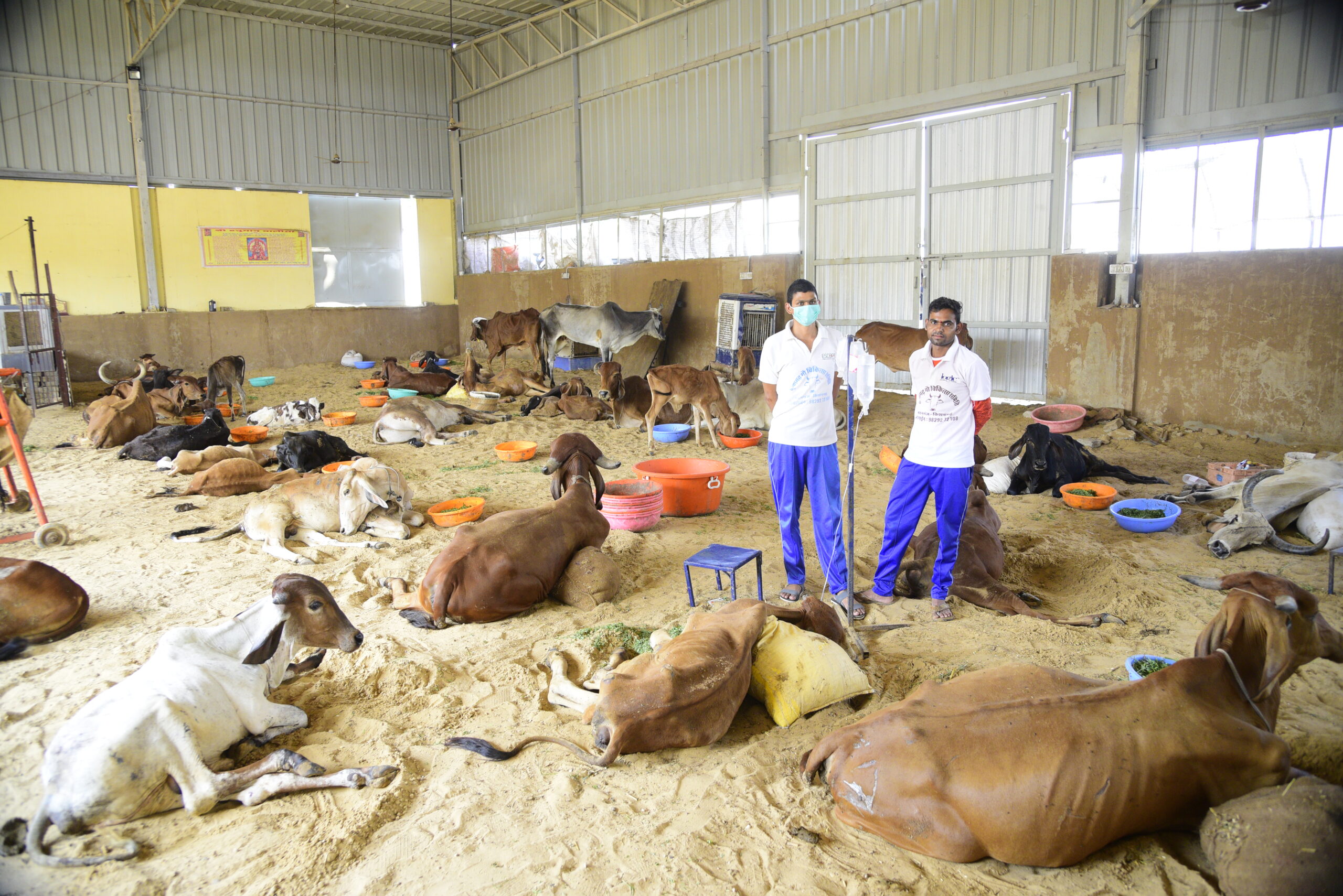 A Drop of Care for Every Cow