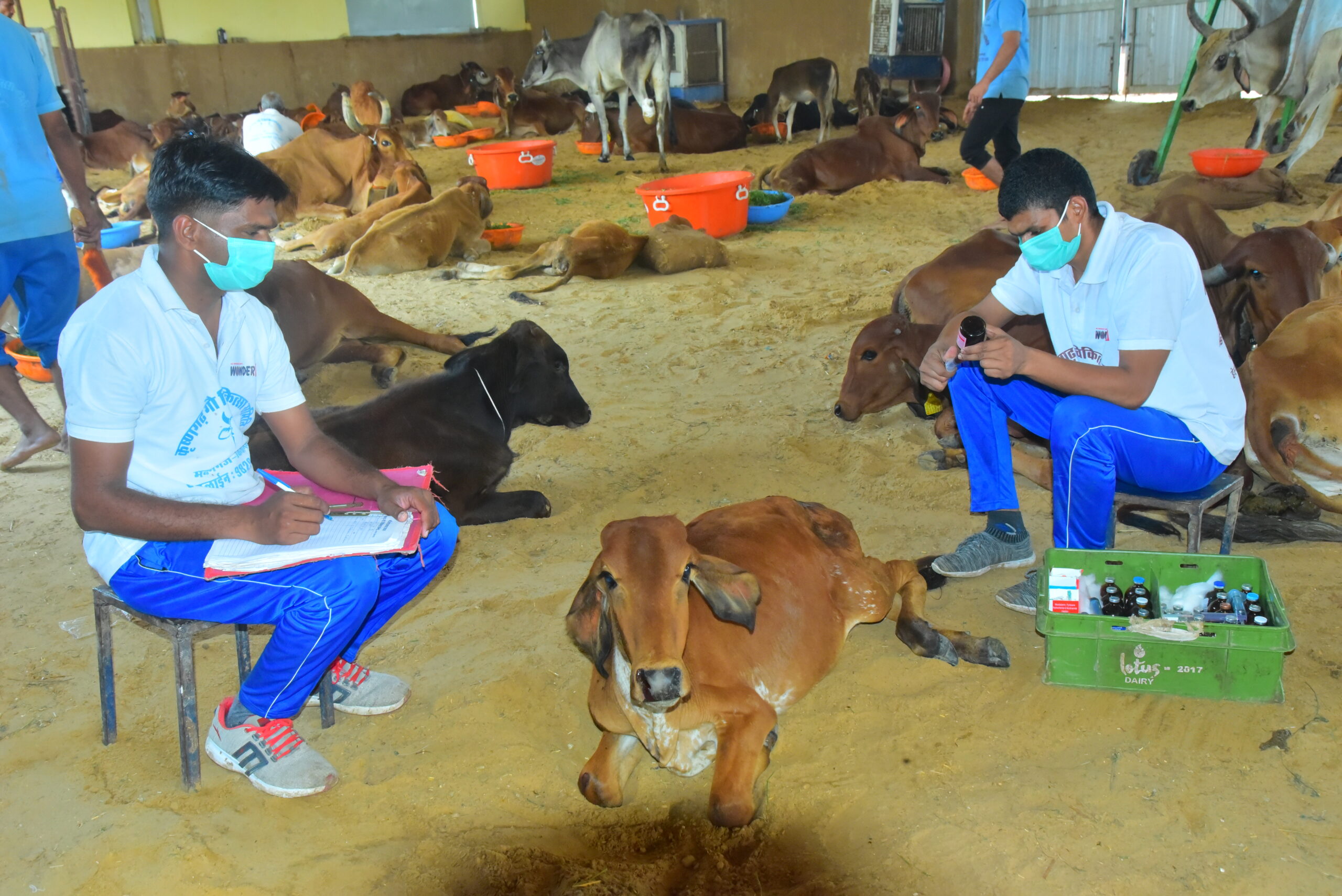 Treating Thousands of Injured Cows