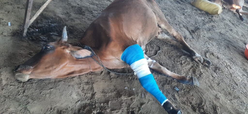 Saving Injured Cows Through Timely Care