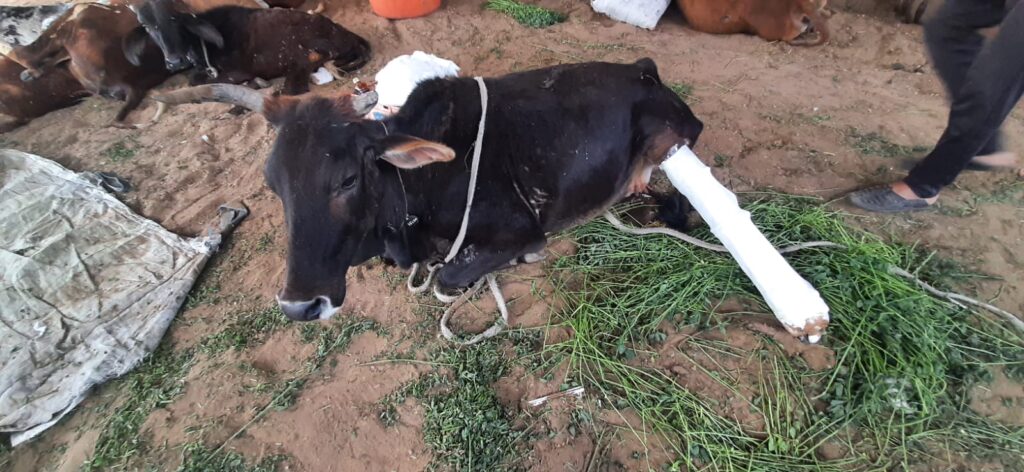 How to Donate for Cow Treatment in India