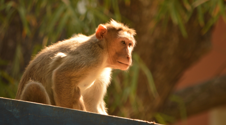Daily Feeding and Treatment for Injured Monkeys