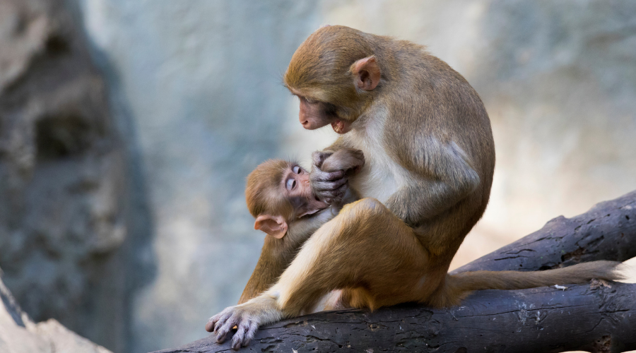 Daily Feeding and Treatment for Injured Monkeys