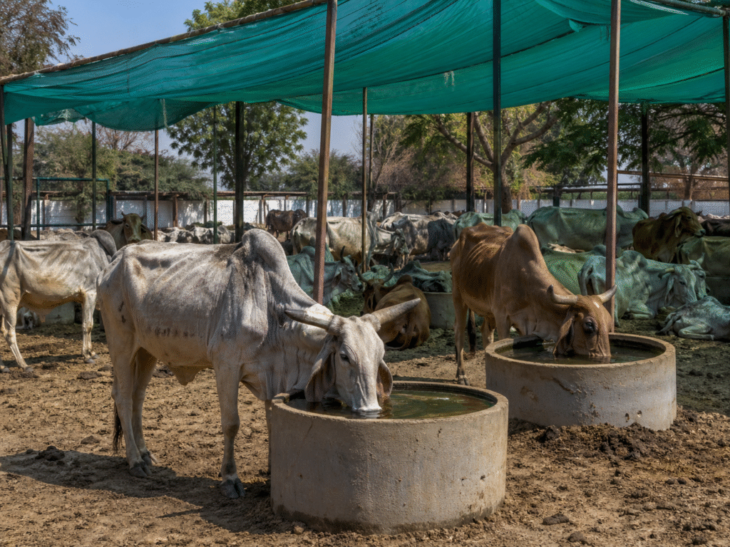Feeding and Healing Helpless Animals