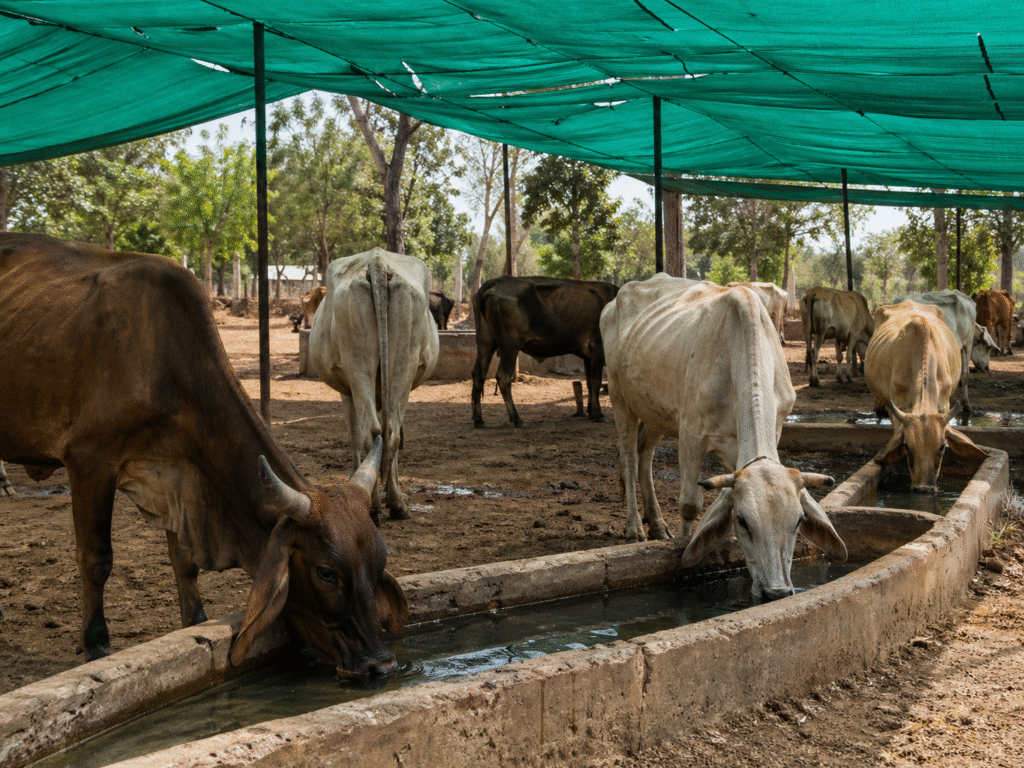 Saving Injured Animals from Pain