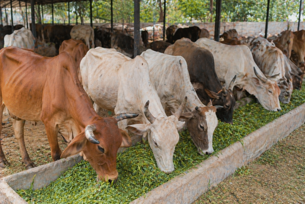 Helping Helpless Animals Live with Dignity