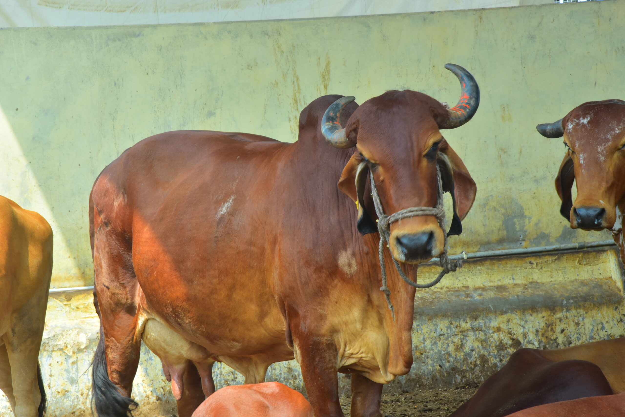 First Aid for the Voiceless: Nandi Medical Seva