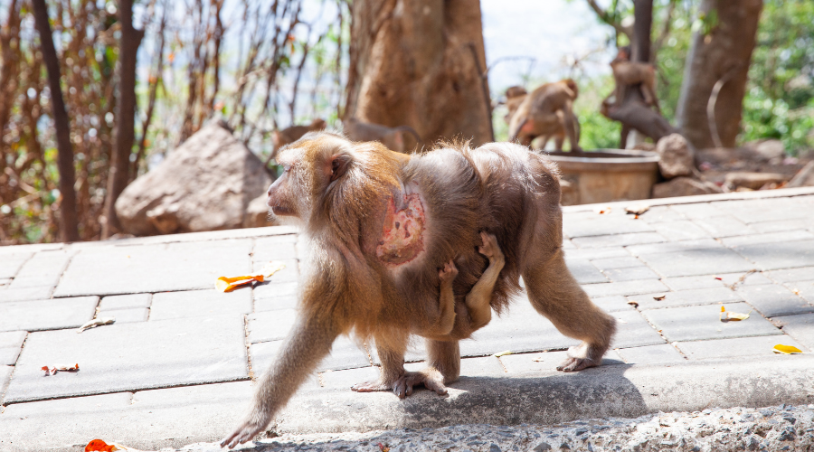 Monkey Care and Food Support Every Tuesday