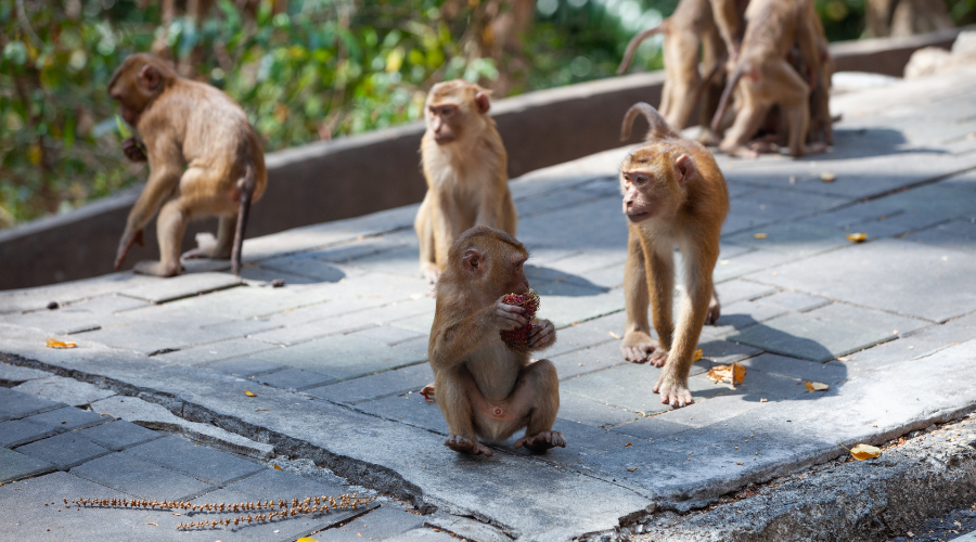 Monkey Care and Food Support Every Tuesday