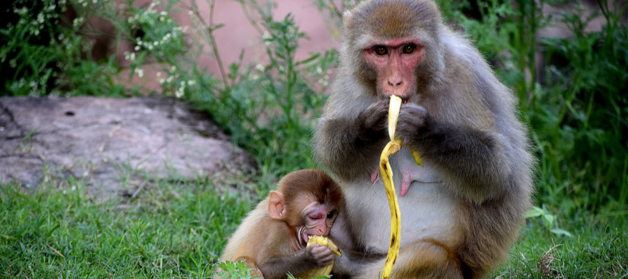 An Inspiring Mission to Help Monkeys
