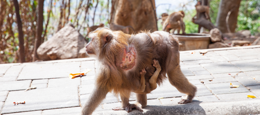 An Inspiring Mission to Help Monkeys