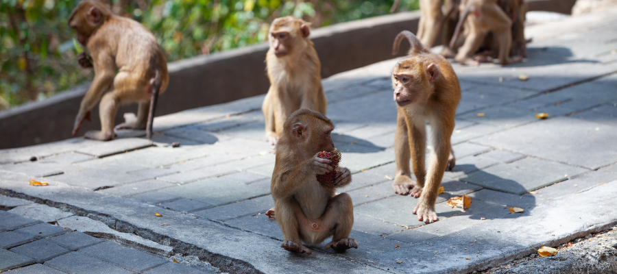 An Inspiring Mission to Help Monkeys