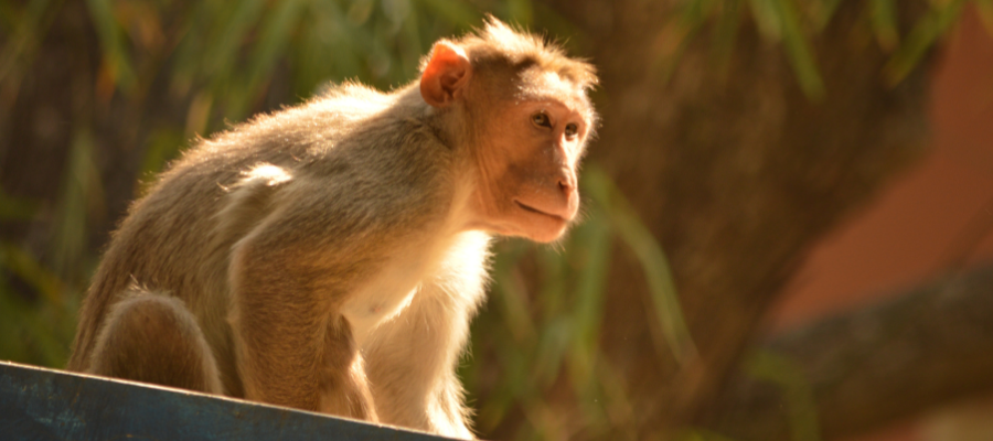 An Inspiring Mission to Help Monkeys