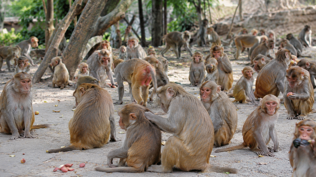 How Medical Help Saves Animals