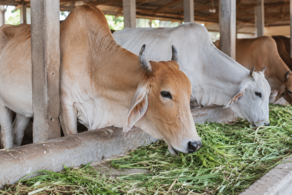 Beyond Shelter: Why Cows Need Daily Care