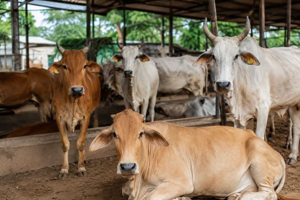 The Role of Volunteers in Animal Care
