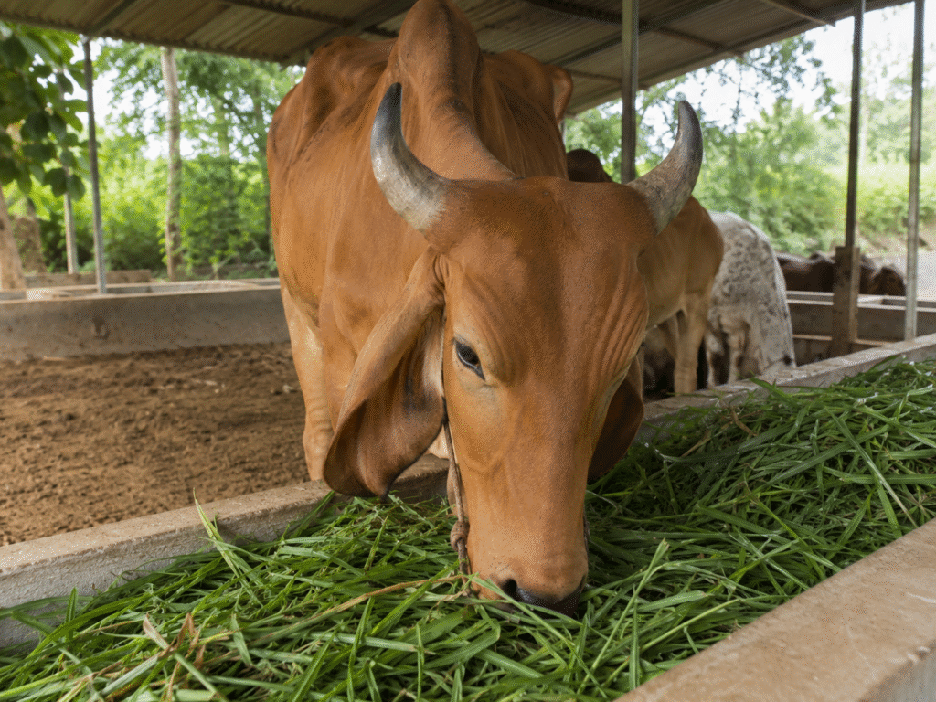 Donate to Help Injured Cows for Animals