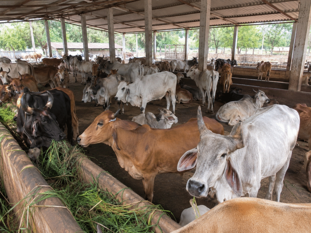 Protect Cows in Rajasthan