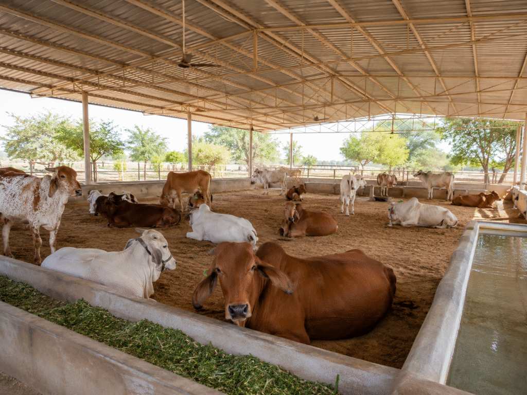 Cow Rescue and Rehabilitation in Rajasthan