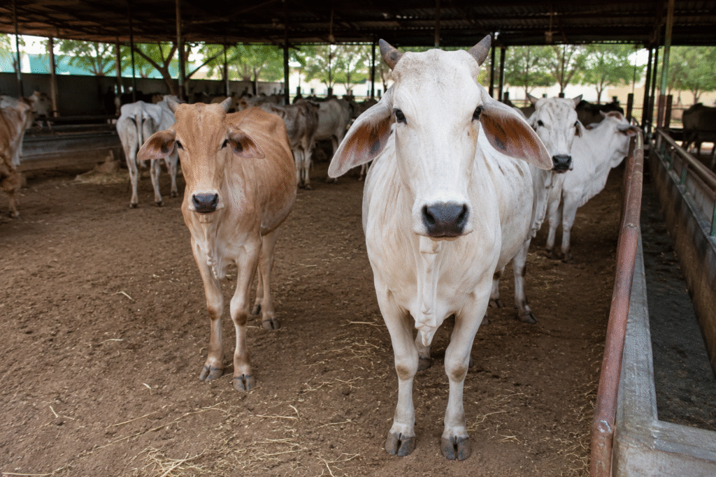 Cow Hospital in Rajasthan: Treatment, Care and Protection for Cows
