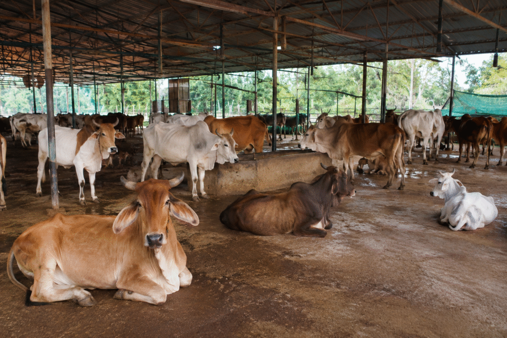 Donate for Cow Care in India: Support Treatment, Food, and Shelter