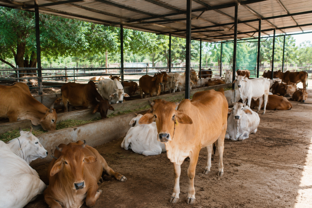 Donate for Cow Care in India: Support Treatment, Food, and Shelter