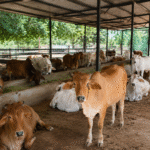 Donate for Cow Care in India: Support Treatment, Food, and Shelter