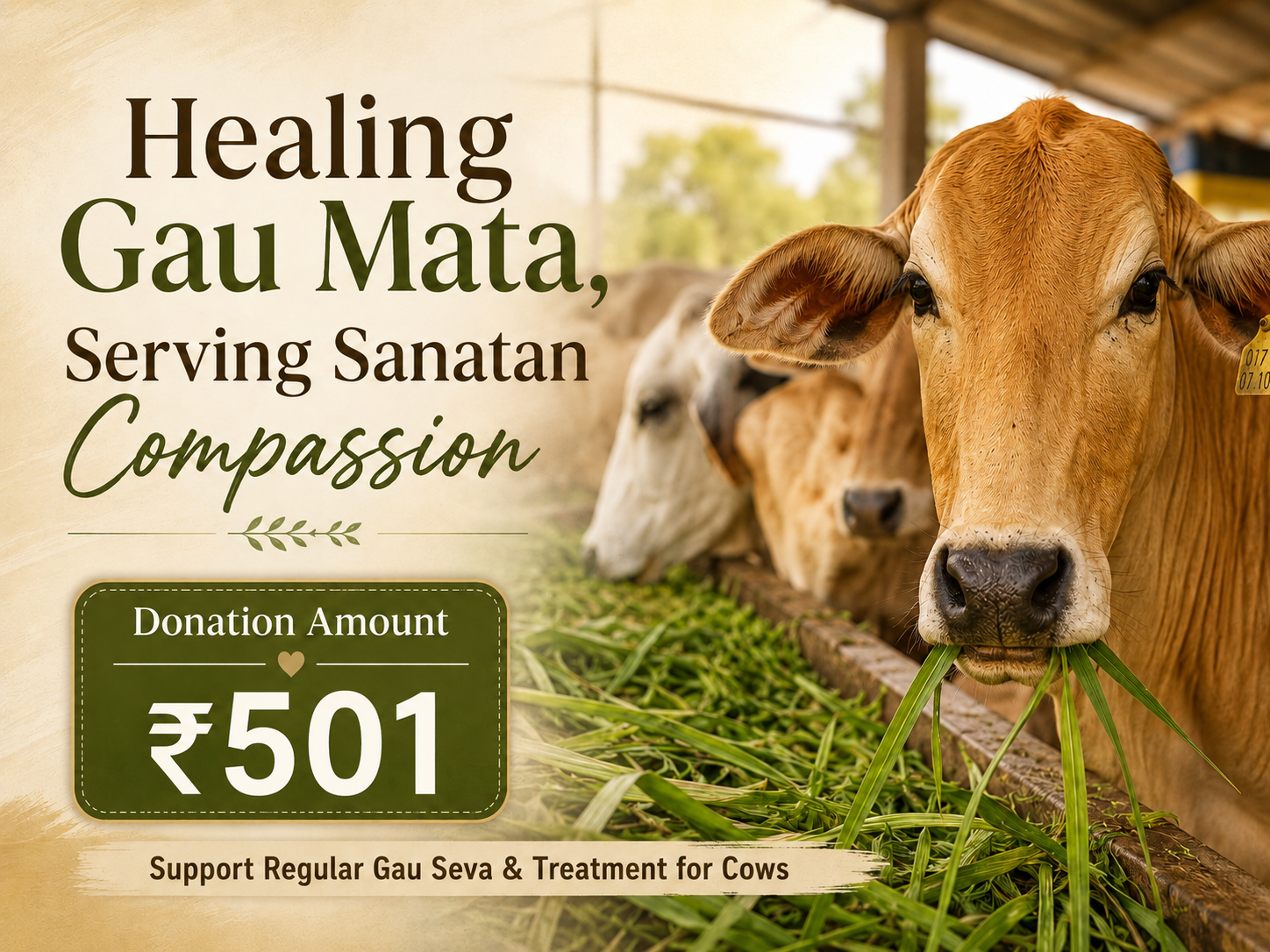 Healing Gau Mata, Serving Sanatan Compassion