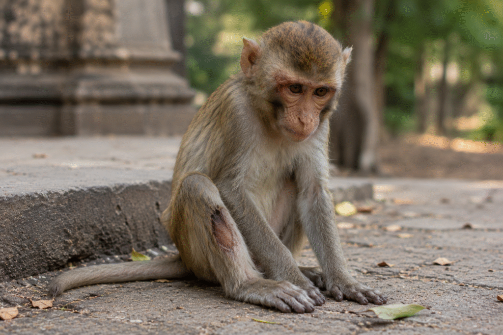 Feeding Hungry Monkeys with Compassion