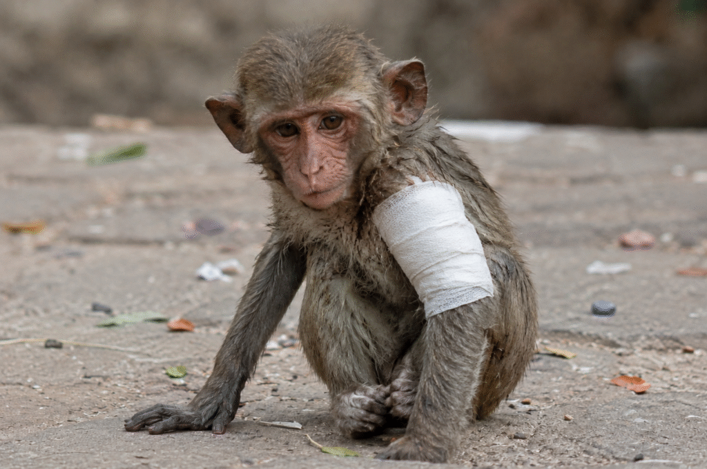 Care and Nutrition for Monkeys in Rajasthan