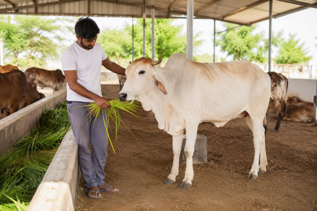 Treatment and Recovery for Injured Animals