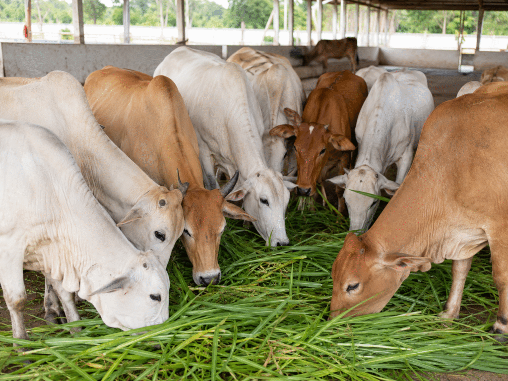 Help Hungry Cows in India: Give Food, Care, and Hope