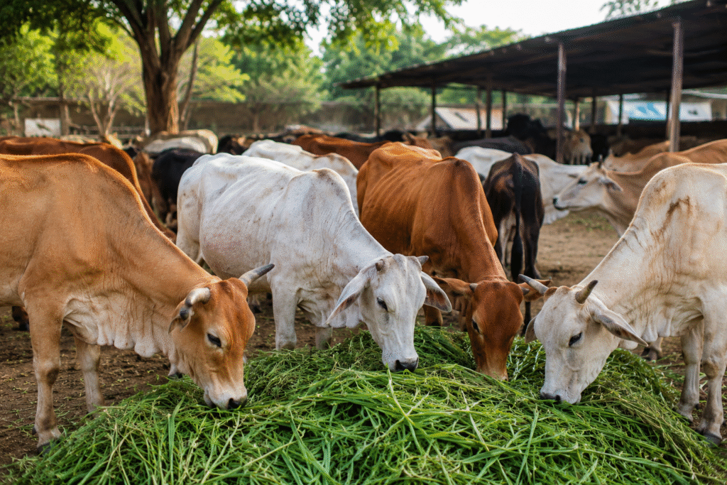 Help Hungry Cows in India: Give Food, Care, and Hope