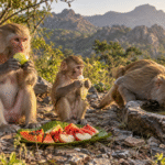 Monkey Nutrition and Daily Care in Rajasthan